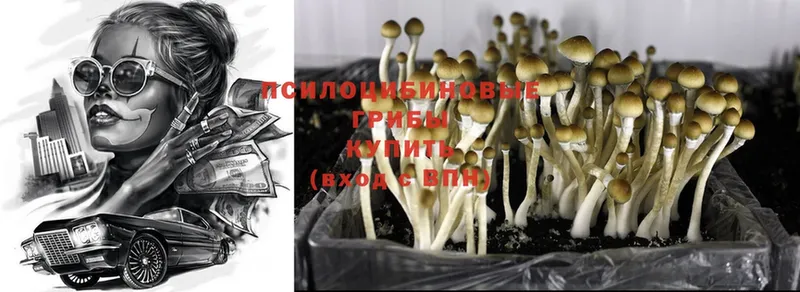 Псилоцибиновые грибы Psilocybine cubensis  Асбест 